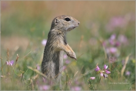 <p>SYSEL OBECNÝ (Spermophilus citellus) /European ground squirrel - Europäischer Ziesel/</p>